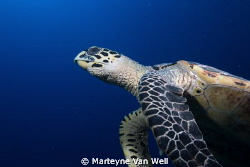 Turtle close up taken at Hithadhoo West, dive site of Oce... by Marteyne Van Well 